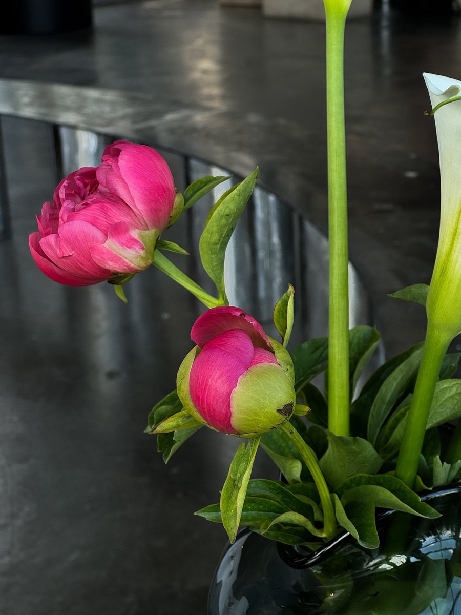 Hastiflowers's tweet photo. فصل پیونی، شعبه آوا پلت. https://t.co/MbLngBezYO