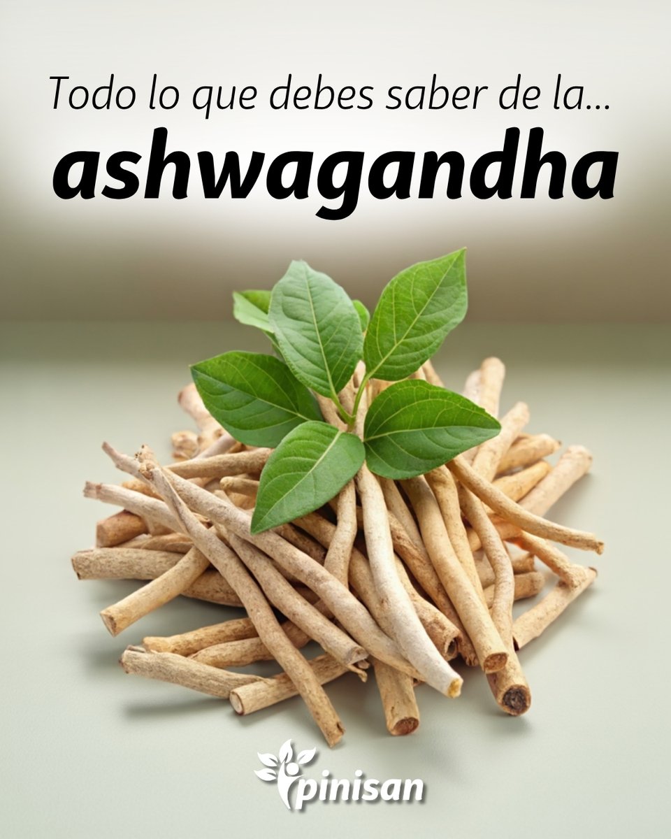 PinisanLabs's tweet photo. 🌿 #Ashwagandha: la has visto por todas partes… pero aquí te contamos todo 👀
Te explicamos lo que necesitas saber antes de tomarla: qué es, cómo actúa y qué debes tener en cuenta para usarla correctamente. 🧠

👉 Desliza el carrusel y descúbrelo

#bienestar #salud https://t.co/Ae9kpI1JeN
