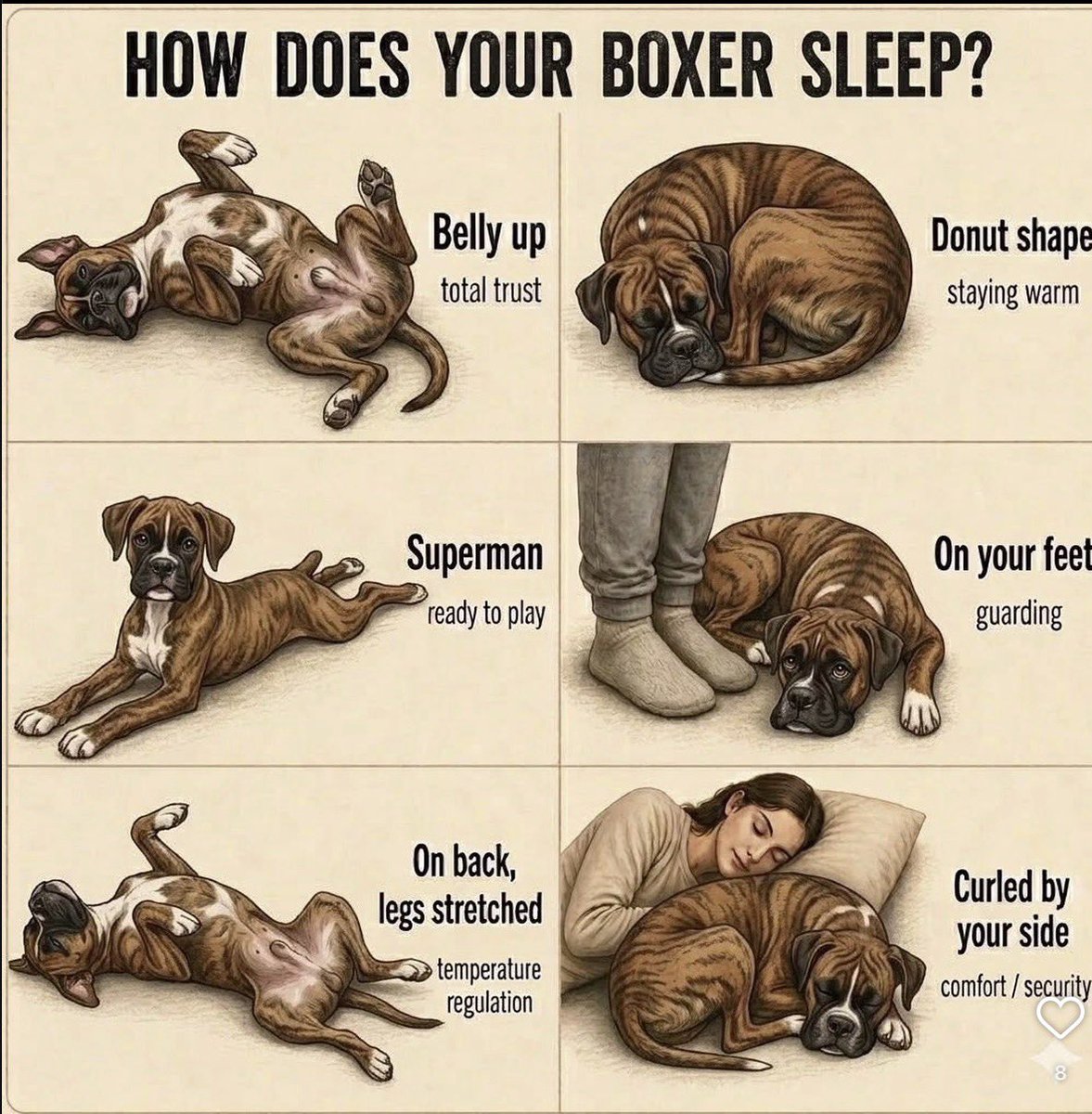 Boxer Stella (RIP Sacha) tweet media