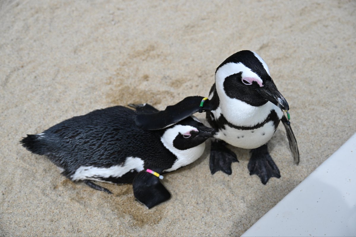 増すコン tweet media