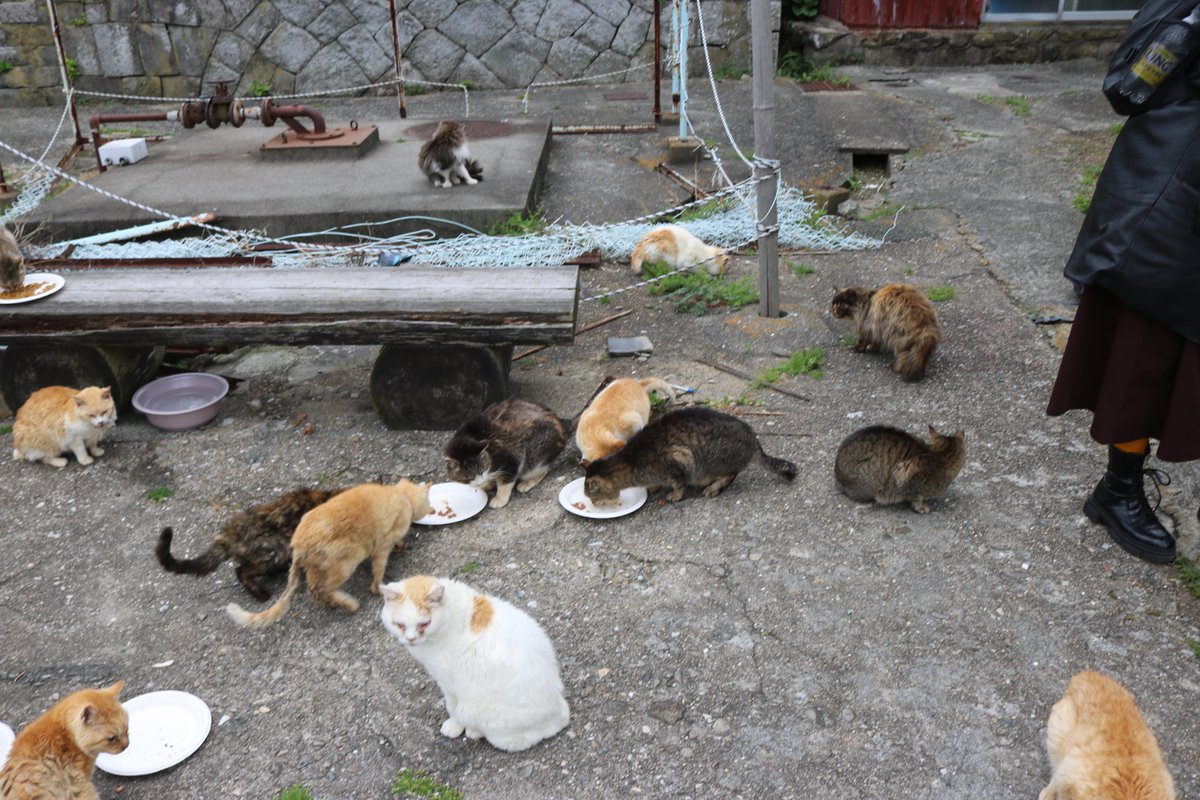 猫の島　青島 tweet media