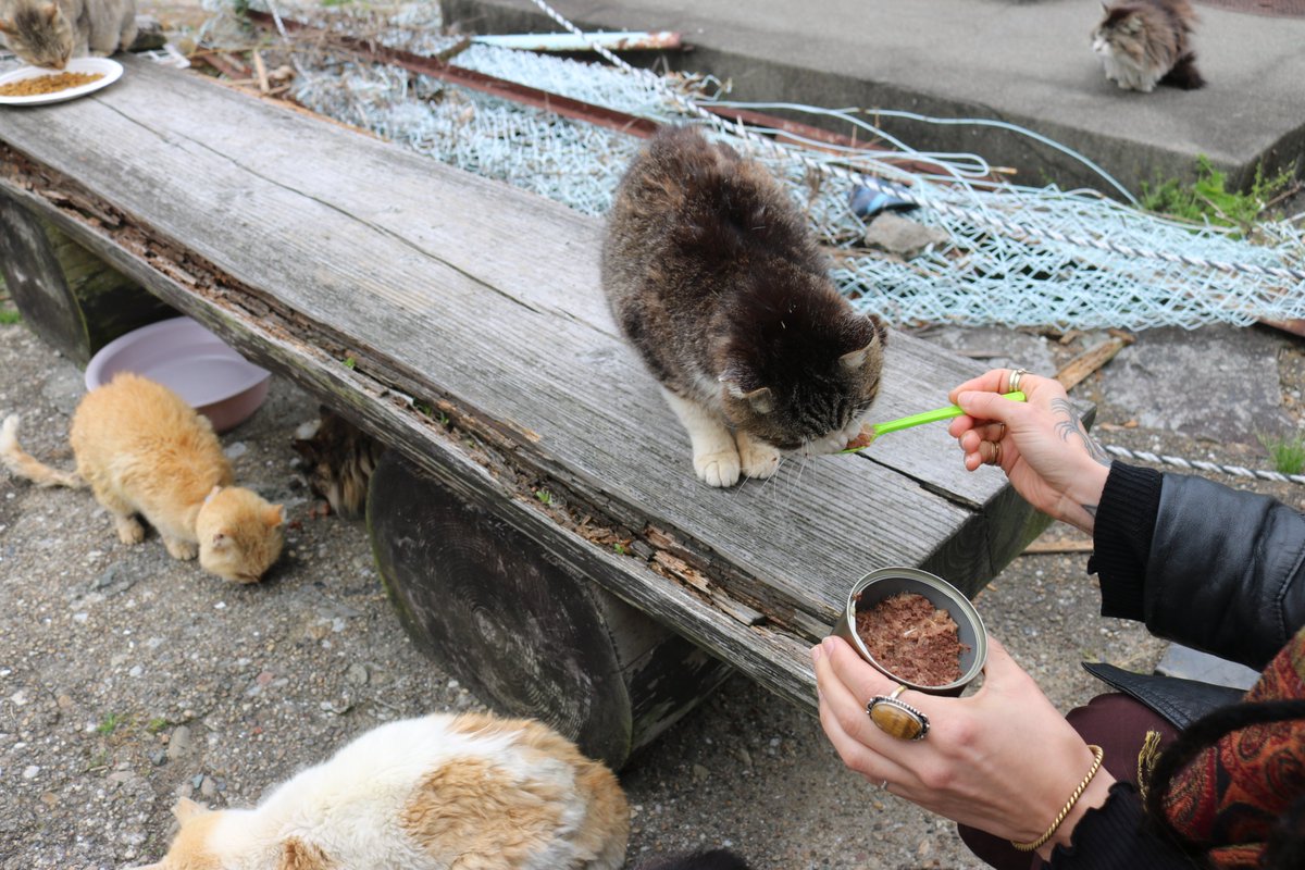 猫の島　青島 tweet media