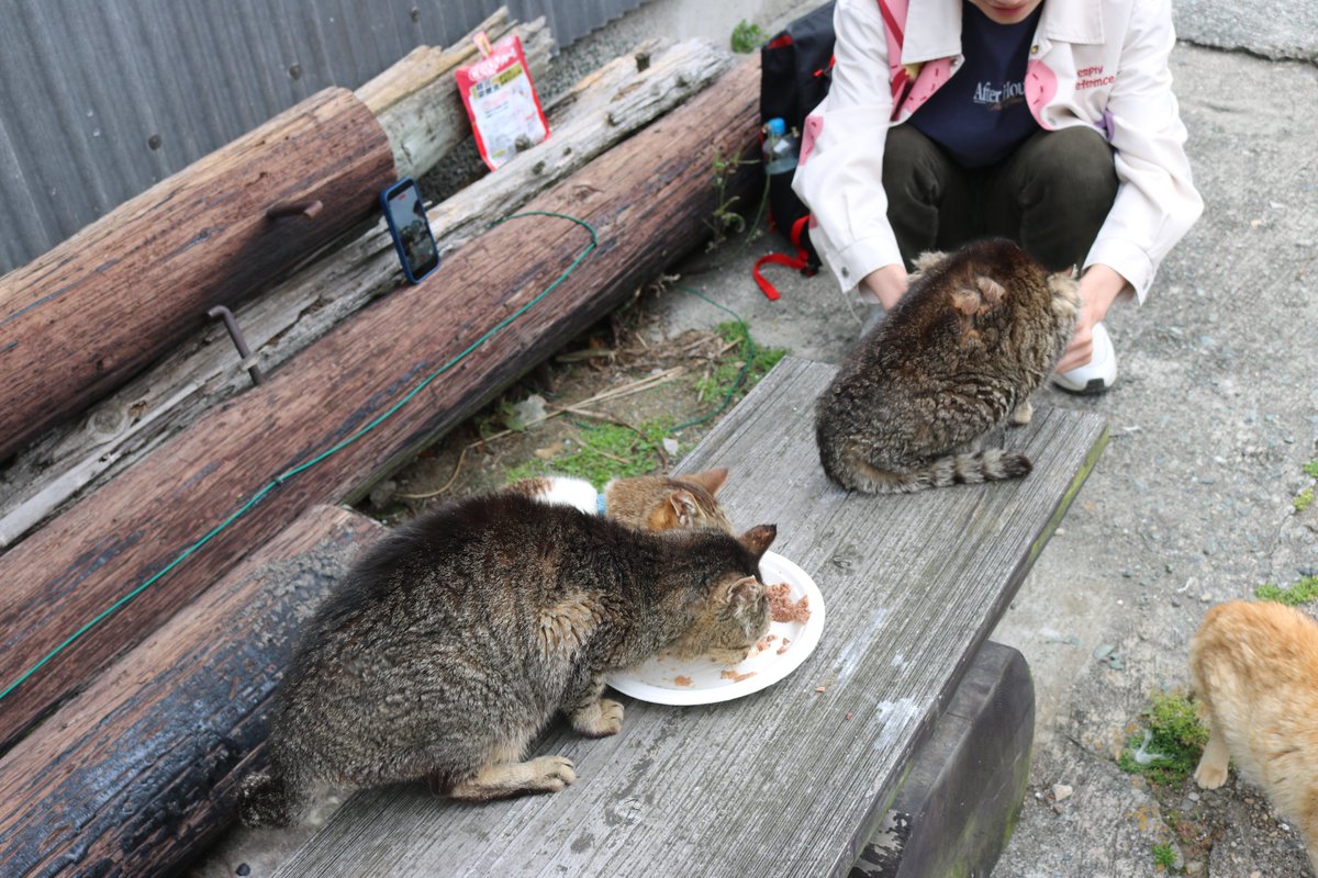 猫の島　青島 tweet media
