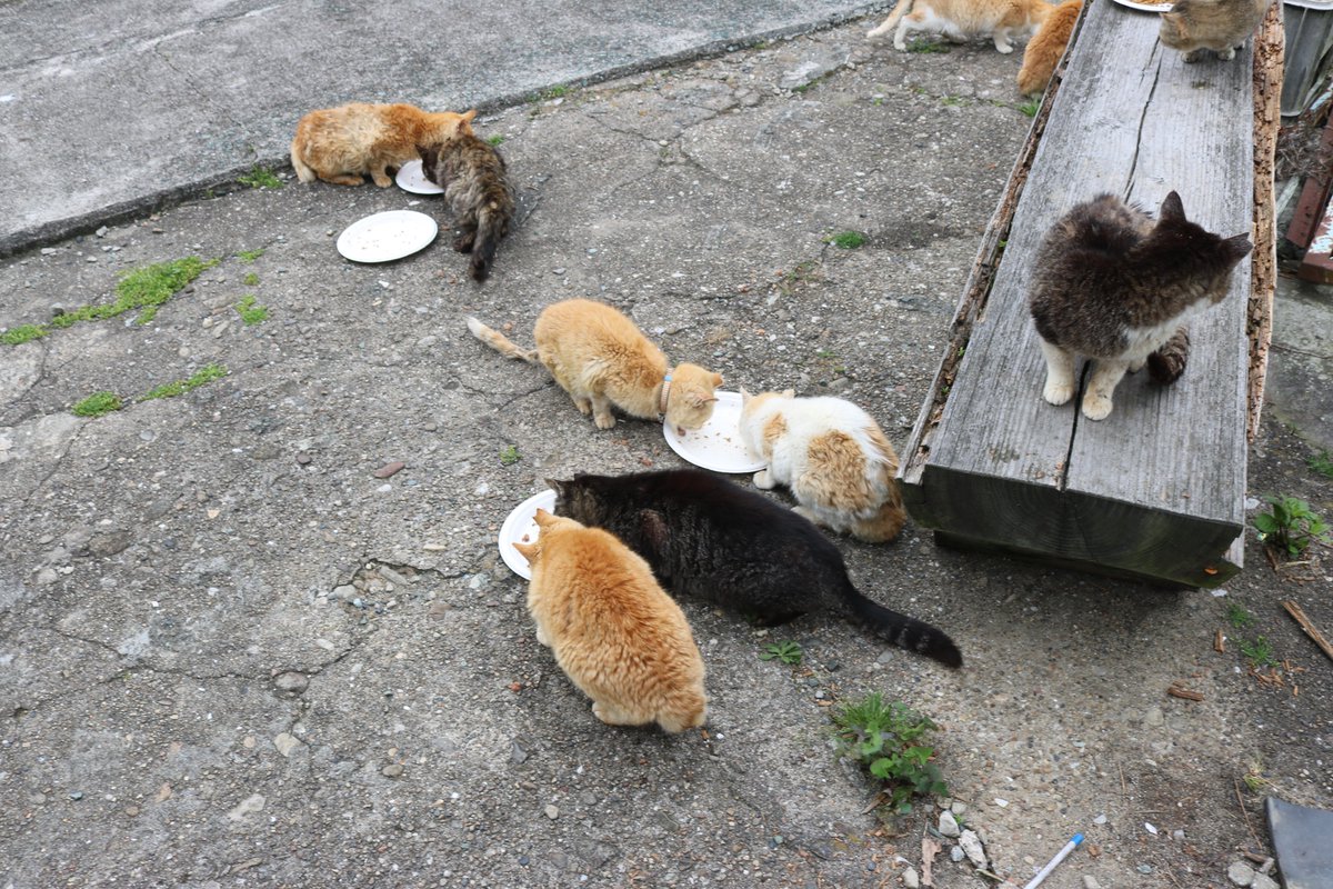 猫の島　青島 tweet media