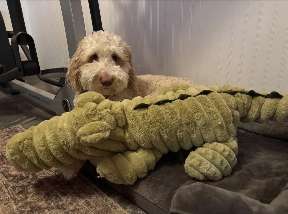 Cynthia_Bazin's tweet image. This is Louie’s absolute favorite squeaky toy! ❤️ It’s huge, and he takes it everywhere! Everyone asks me where they can buy one. Here you go! amzn.to/4efao3H

Honored to be an Amazon Influencer. If you shop through my links, I may earn a small commission.

#Dog #Squeaky
