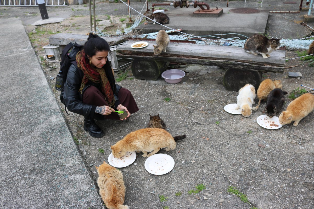 猫の島　青島 tweet media