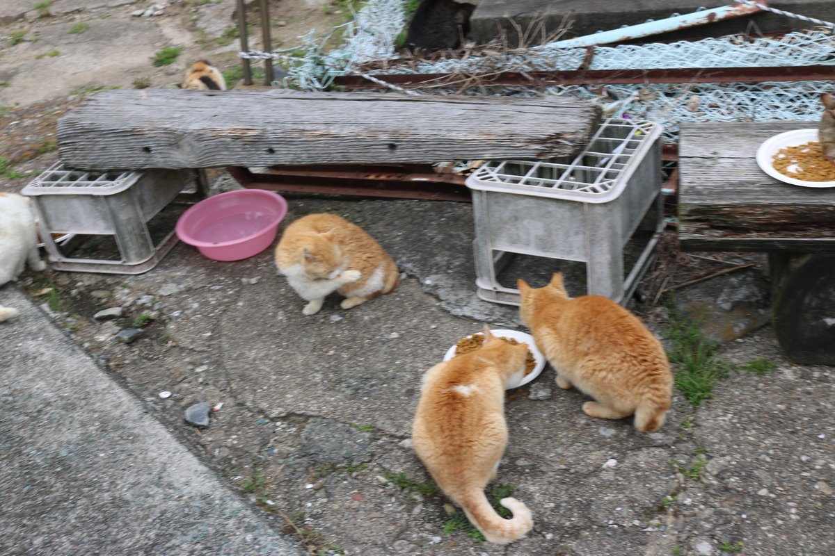 猫の島　青島 tweet media