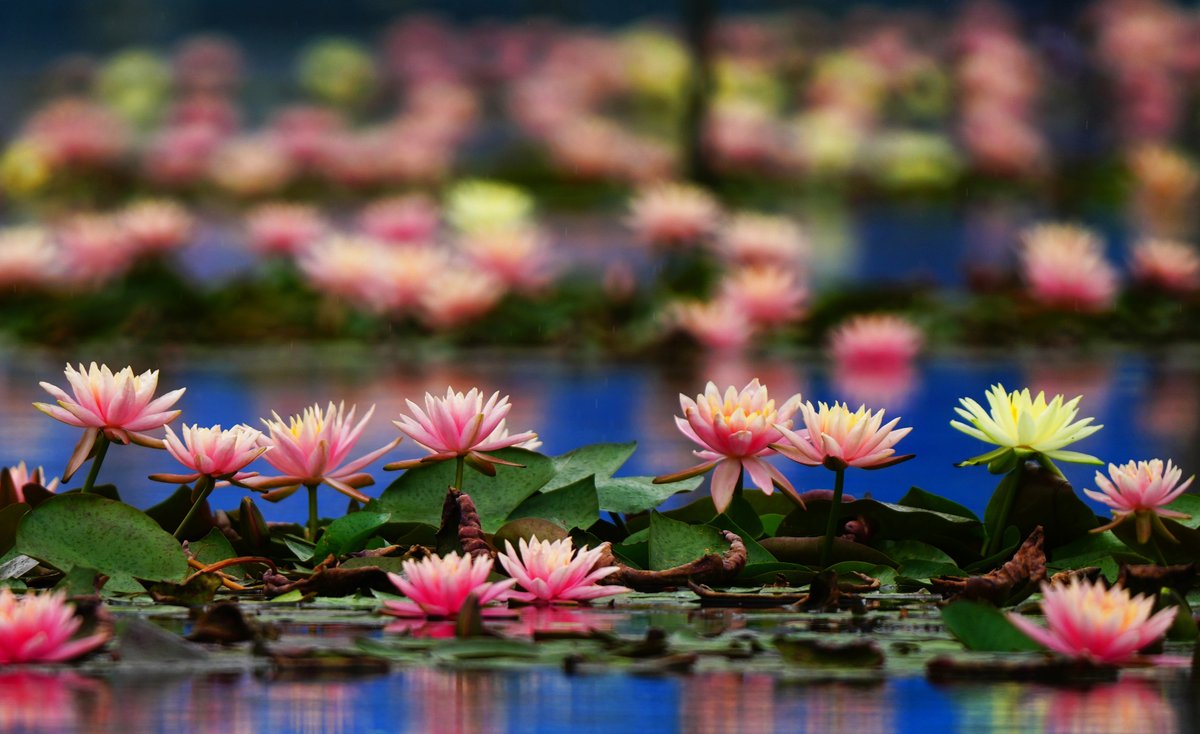ChinaDaily's tweet photo. Spring's spotlight is on water lilies! From a campus pond in #Hunan to a city park in #Guangxi, these blooms are painting the water's surface with dreamy colors. #FunChina #CulturalJourney #ChinaBound

Turn China stories into journeys. https://t.co/5VLNIAM7Js https://t.co/g6hrDQghKg