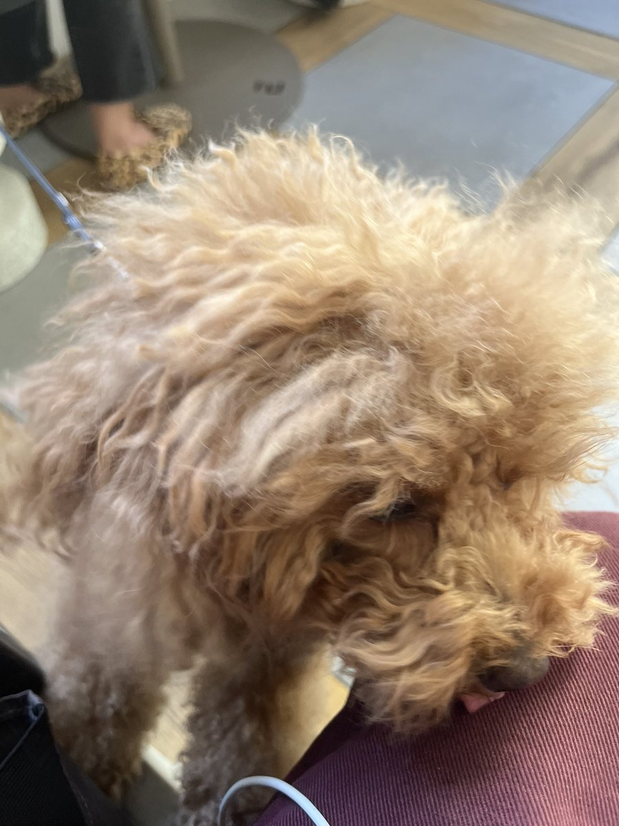 Зашла в кофейню и меня там облизала сабаня. Хороший день