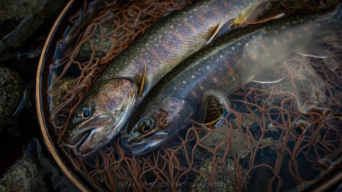 sinh11's tweet photo. .
.
Nikon D850 + AF-S Nikkor 35mm/f2 + PL-filter
#tenkara #streamfishing
#テンカラ釣り #ねぐせ毛鉤 #イワナ https://t.co/1iGRYb2Nap