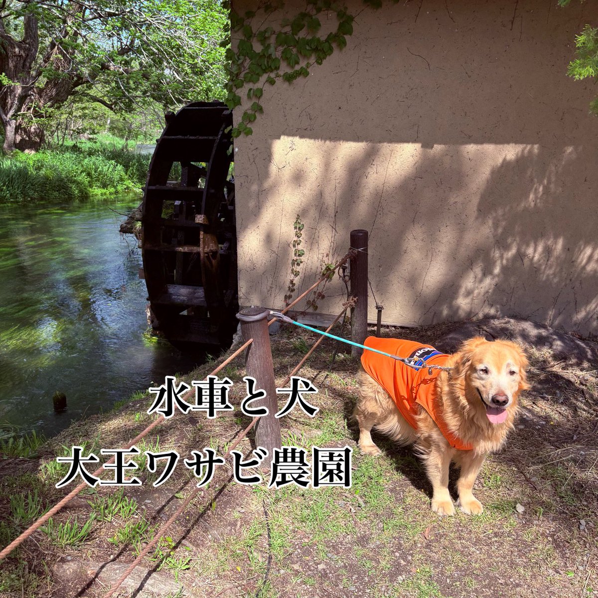Sunnosuke_Chaya's tweet photo. 大王わさび農場
4月28日 https://t.co/8sf2jFiDcB