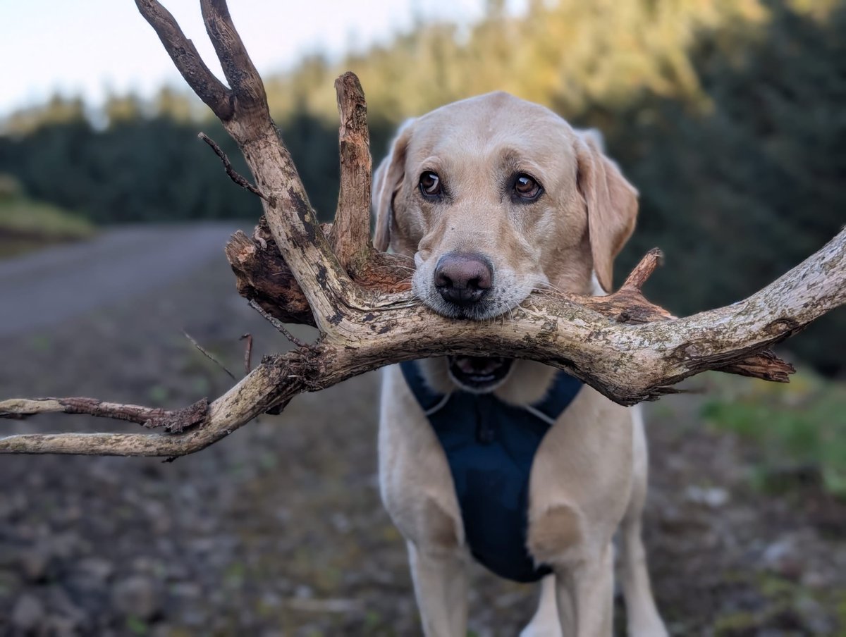 BertsLegacy's tweet image. “Don’t even think about it. This is not a stick. This is the stick. It’s mine.”

#dogsoftwitter"
