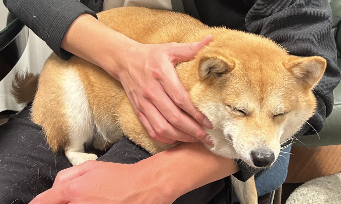 豆柴ぐり tweet media