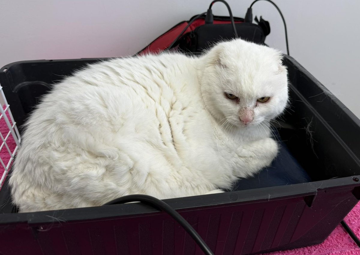 Macja Preja tweet media