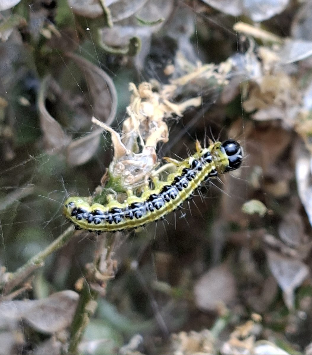 mycathardy's tweet image. Caterpillars of the Box-tree moth have caused damage to my neighbours low box hedging.
During my walk in Heacham yesterday, I noticed a couple of other affected hedges. #caterpillar #moths #hedging