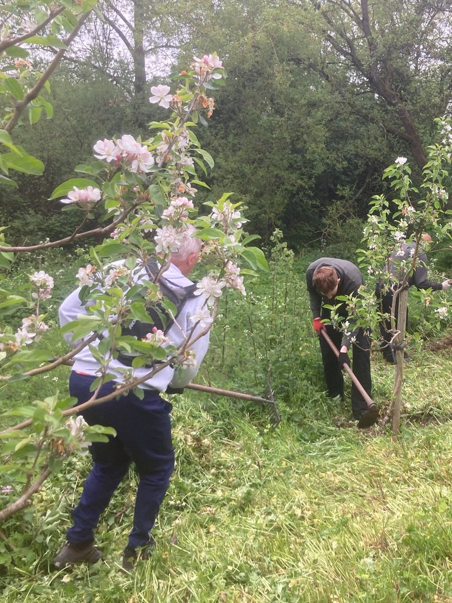 fruitnutvillage's tweet image. Taking good care of #HazelwellRiverbankOrchard today. #Stirchley #Community #CommunityOrchard