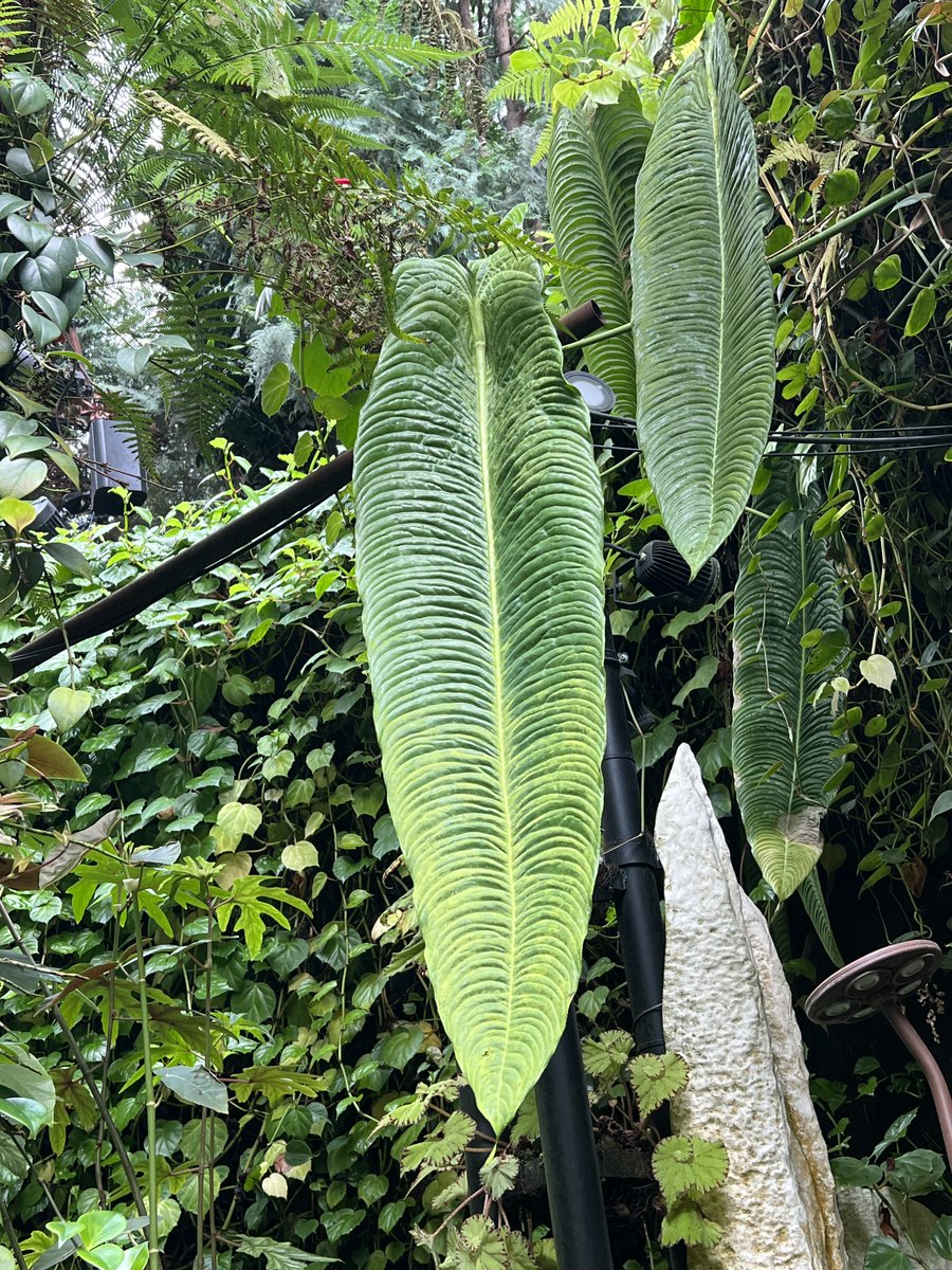 vanezlee_'s tweet photo. Foliage https://t.co/ezcHODcnpo