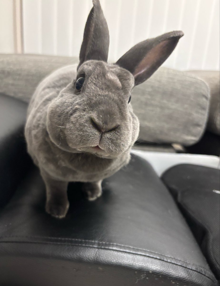 柴叉クロ tweet media