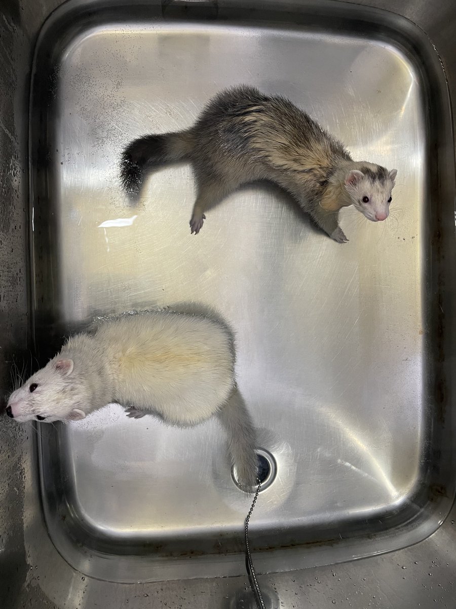EverydayFerret's tweet image. 久々のお風呂
気まずい雰囲気　#ferrets #フェレット