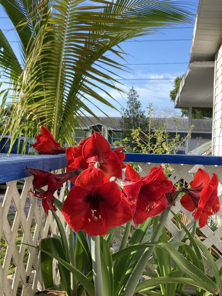 BenWaggonerAuth's tweet image. Things in my #Florida #garden that make me #happy:
My #red #amaryllis put on a magnificent show this year. And my #coconut #palm is still growing. 
I like #writing #trees and #flowers into my #shortstories. #Read them for #free here: bit.ly/3Hq3Ais
#WritingCommunity