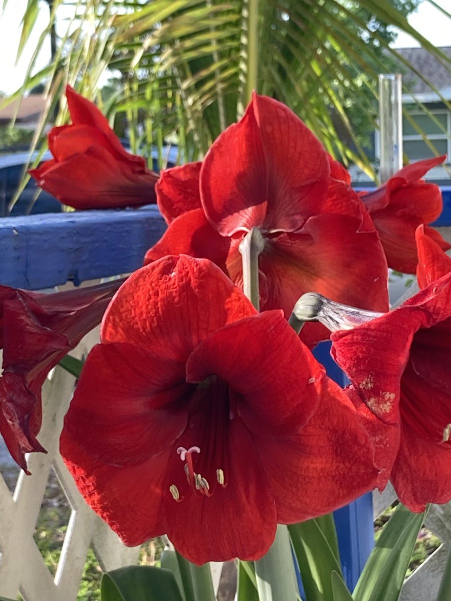 BenWaggonerAuth's tweet image. Things in my #Florida #garden that make me #happy:
My #red #amaryllis put on a magnificent show this year. And my #coconut #palm is still growing. 
I like #writing #trees and #flowers into my #shortstories. #Read them for #free here: bit.ly/3Hq3Ais
#WritingCommunity