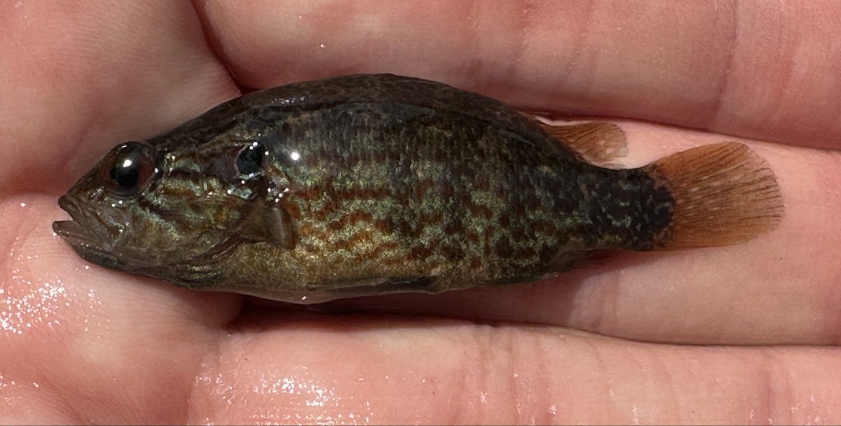 Acheilognathus tweet media