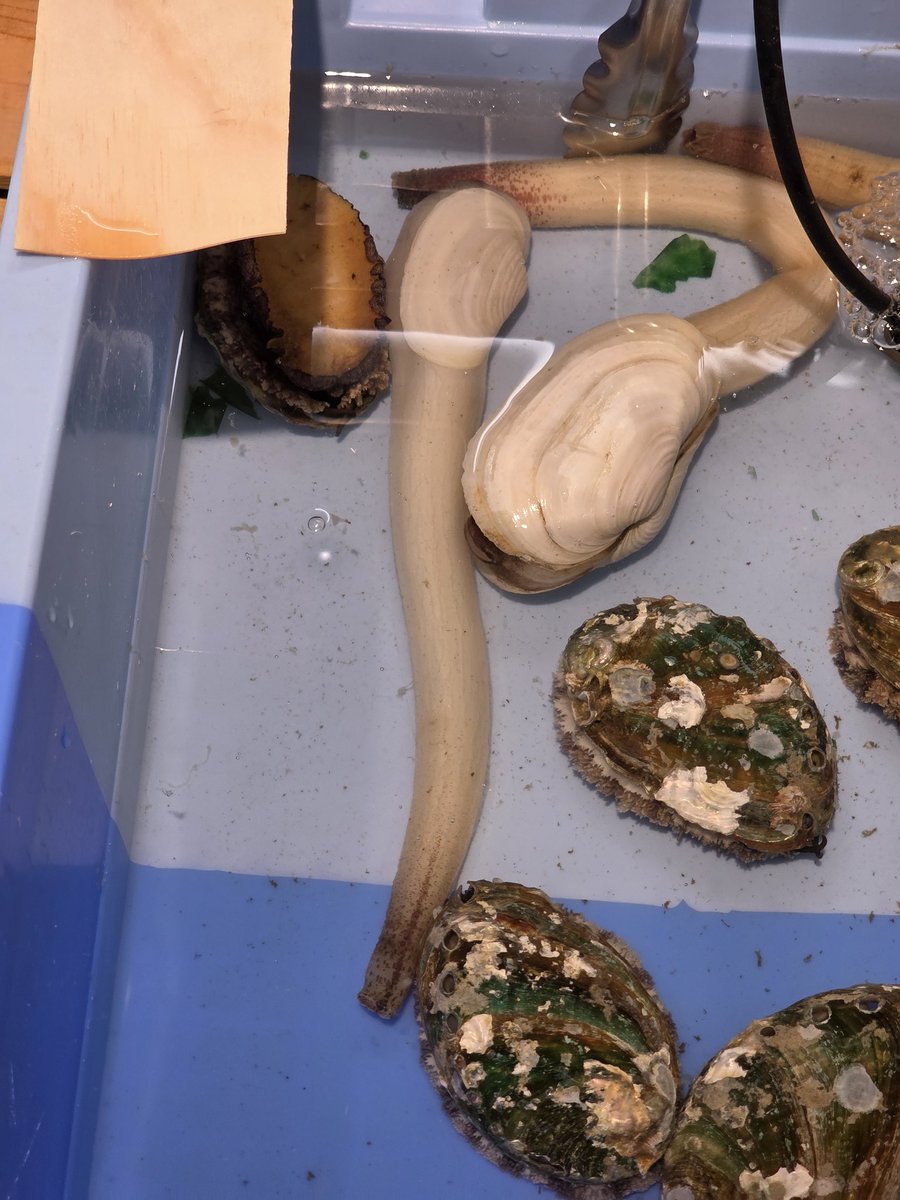 横山こーじゅ tweet media