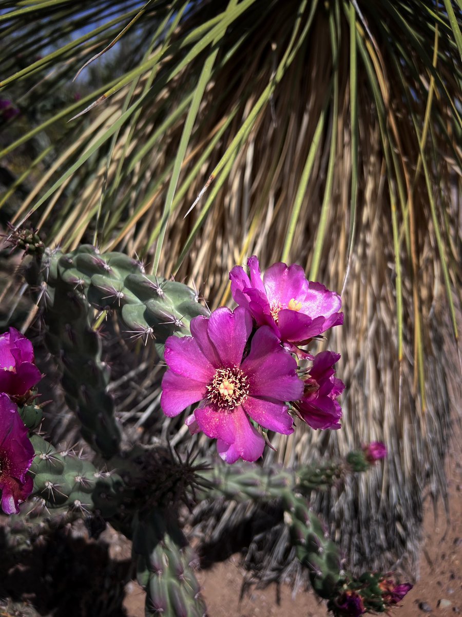 NewMexicoVibes's tweet image. Cholla bloom.  Have a  great Tuesday.  #NewMexico