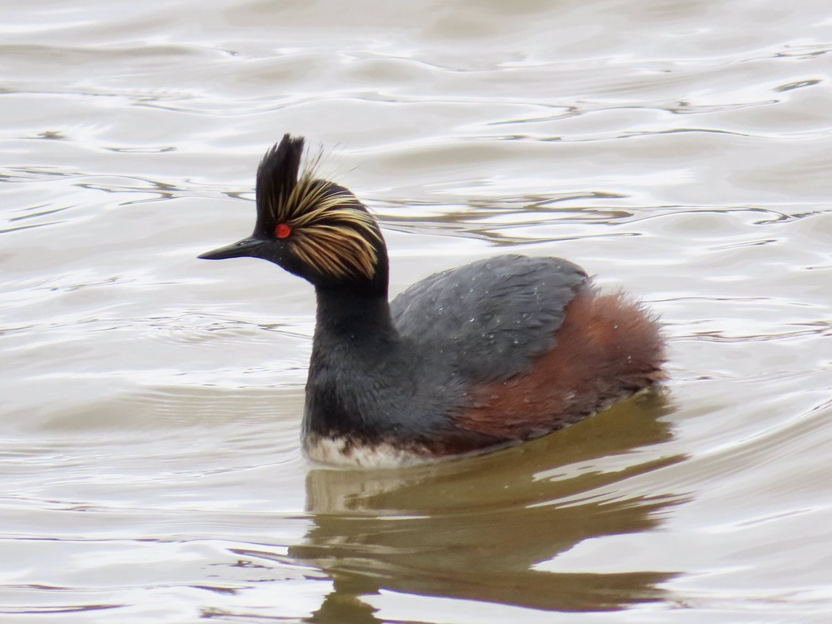 arrivedeh's tweet image. Some local birds spotted while walking around Wascana Lake yesterday. Clockwise: American avocet, eared grebe, northern flicker and Franklin’s gull.

#BirdsSeenIn2026 #birdwatching #birding #birdphotography #Wascana #UrbanNature
