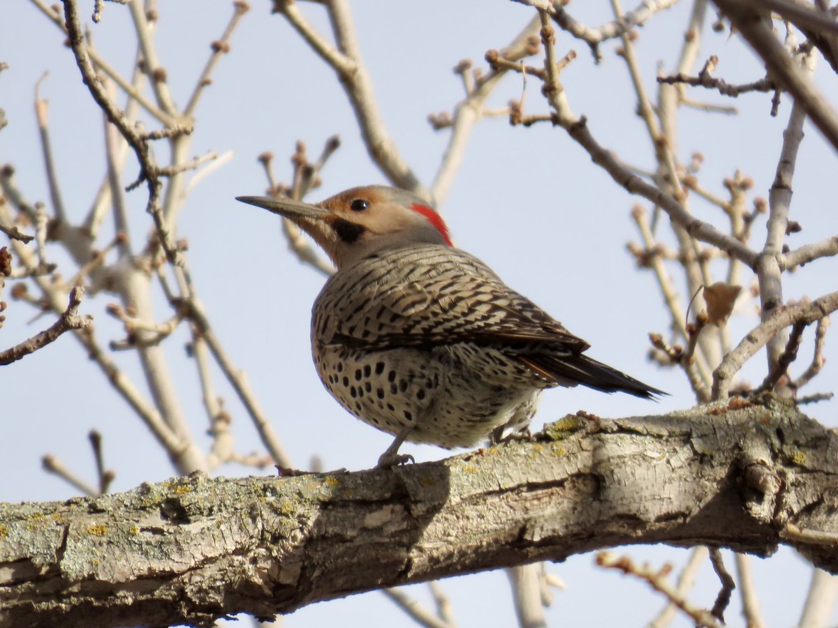 arrivedeh's tweet image. Some local birds spotted while walking around Wascana Lake yesterday. Clockwise: American avocet, eared grebe, northern flicker and Franklin’s gull.

#BirdsSeenIn2026 #birdwatching #birding #birdphotography #Wascana #UrbanNature