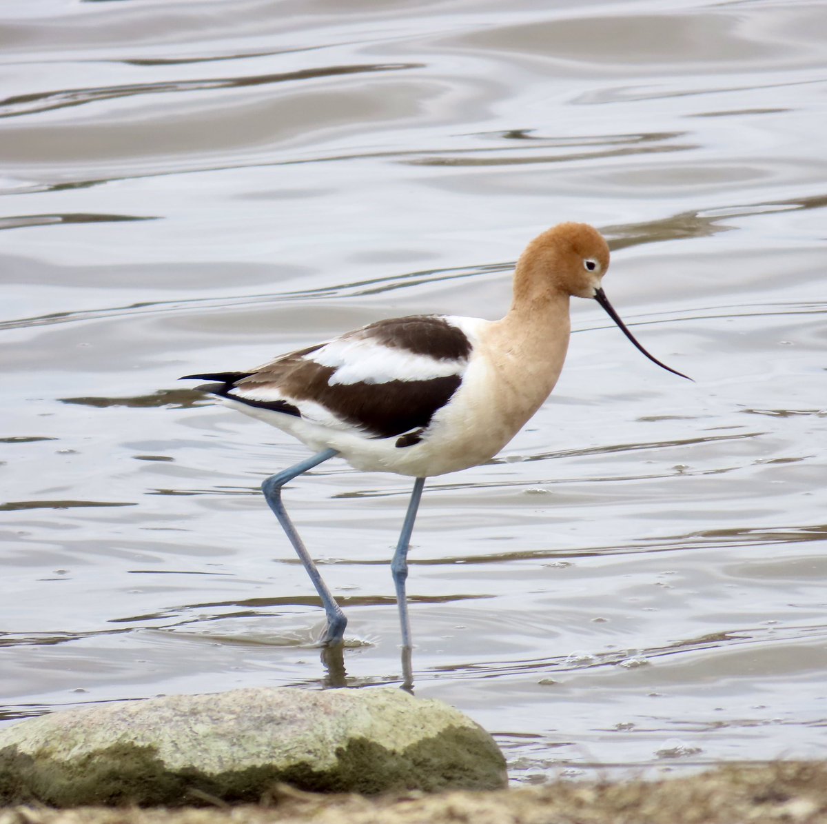arrivedeh's tweet image. Some local birds spotted while walking around Wascana Lake yesterday. Clockwise: American avocet, eared grebe, northern flicker and Franklin’s gull.

#BirdsSeenIn2026 #birdwatching #birding #birdphotography #Wascana #UrbanNature