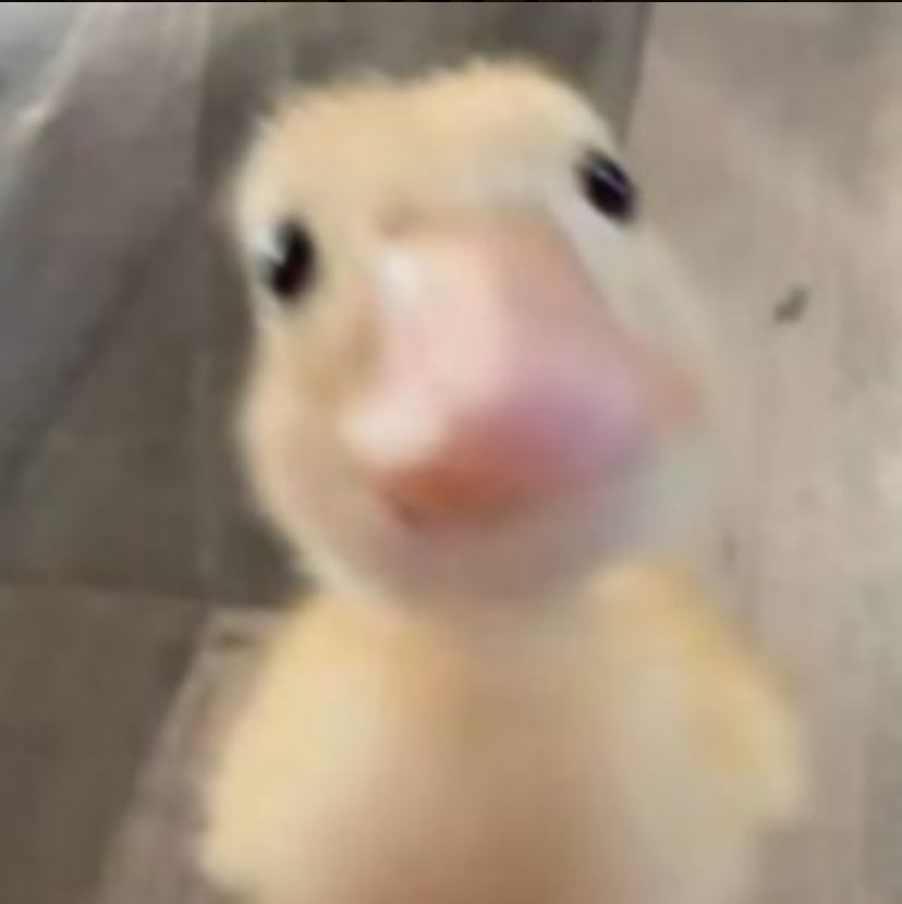 ducksawce tweet media
