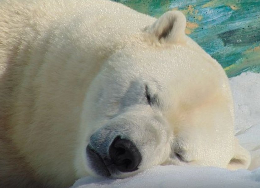 🐻🦨☣Brutus☣🐻🦨 tweet media