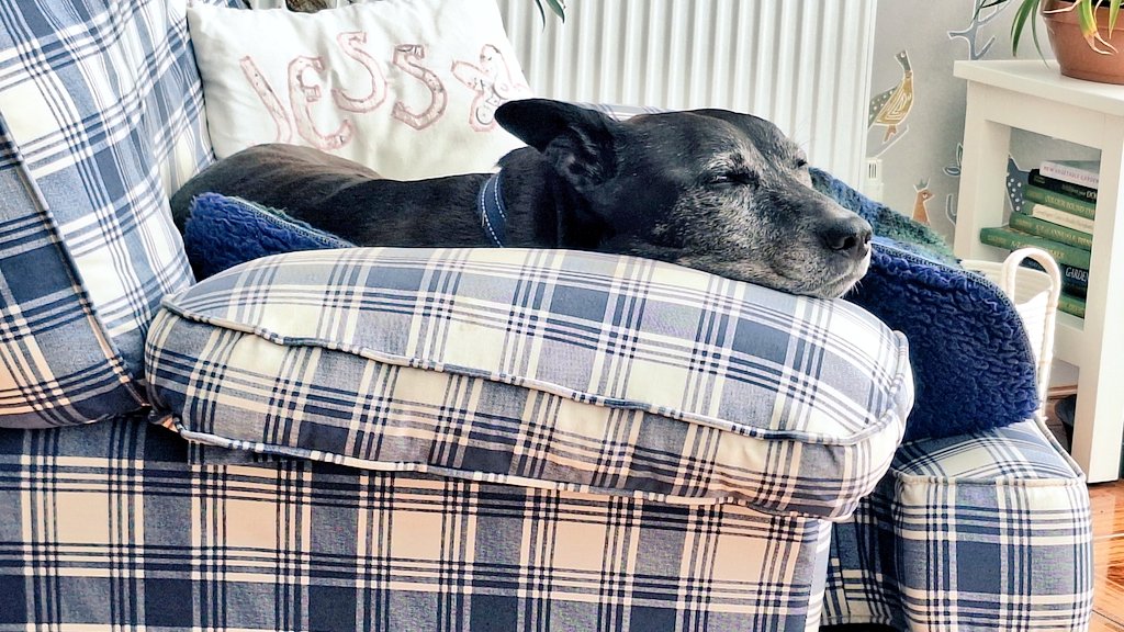 coombes_angie's tweet photo. Looking after beautiful Jess 😍 🐾🐕 for an hour.
She loves a wander around her garden, then a cuddle & sleep 😴
#petsitting https://t.co/t06DaZr38m