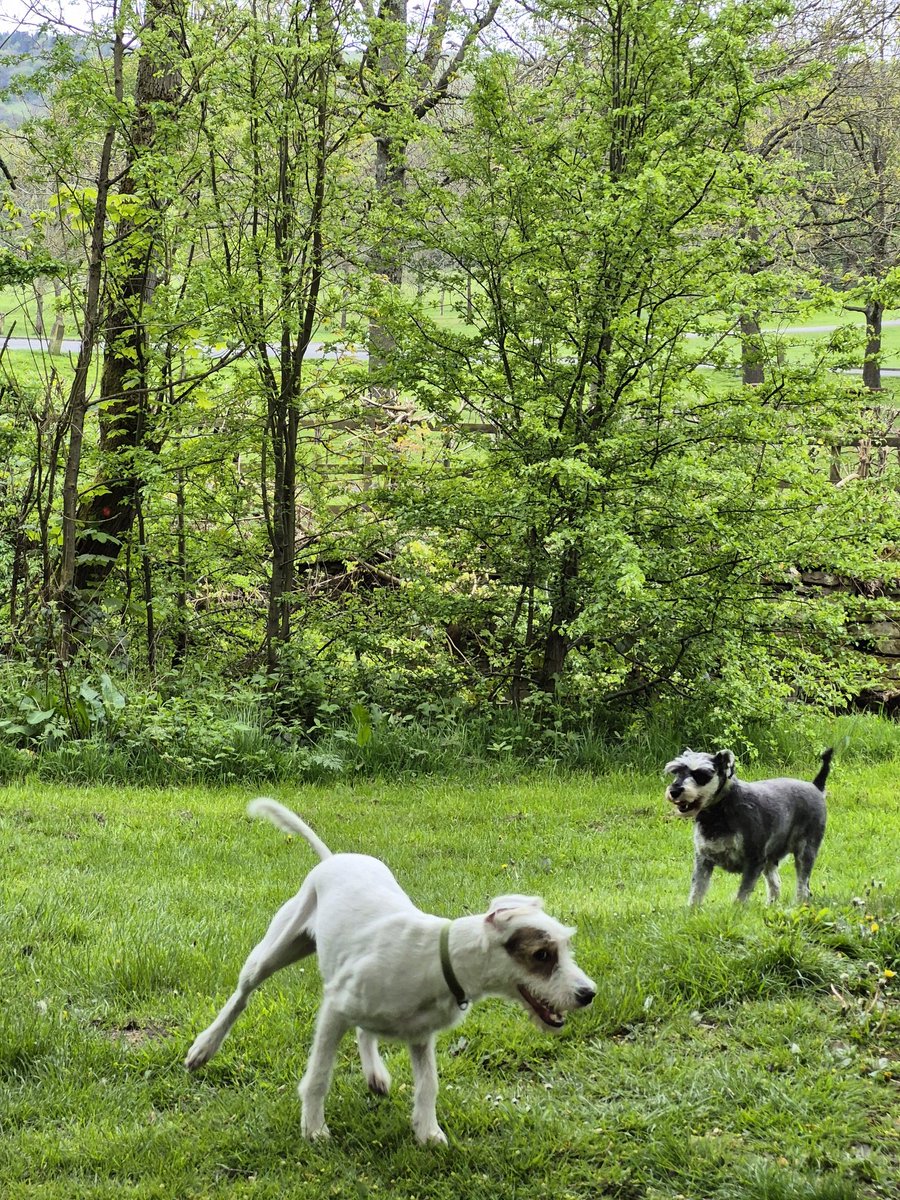 JustMeagain24's tweet image. Got to be quick with these two #DogsofTwitter having a great time. 
#Lancashire