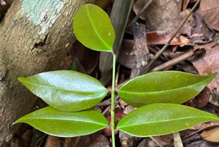 AgenciaFAPESP's tweet image. Estudo aponta ação de #plantamedicinal contra vírus da #COVID19. Em artigo publicado em @SciReports, grupo internacional de pesquisadores relata que uma substância extraída das folhas da copaíba-vermelha combate o SARS-CoV-2 em várias frentes. agencia.fapesp.br/57906