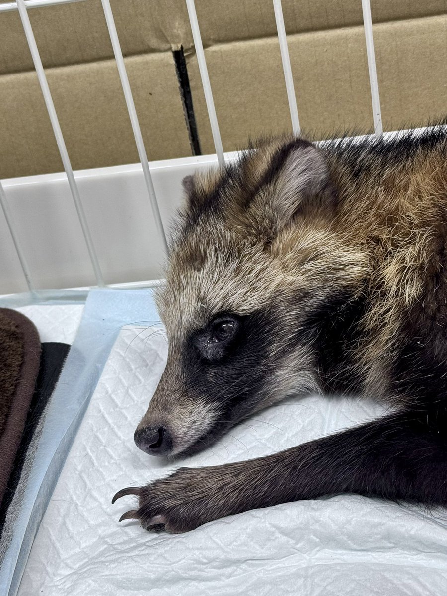 たぬきのお母さん tweet media