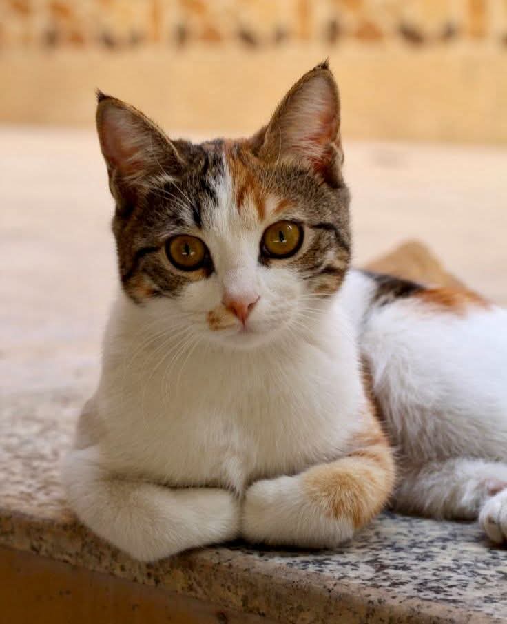 Kristina Bolten tweet media