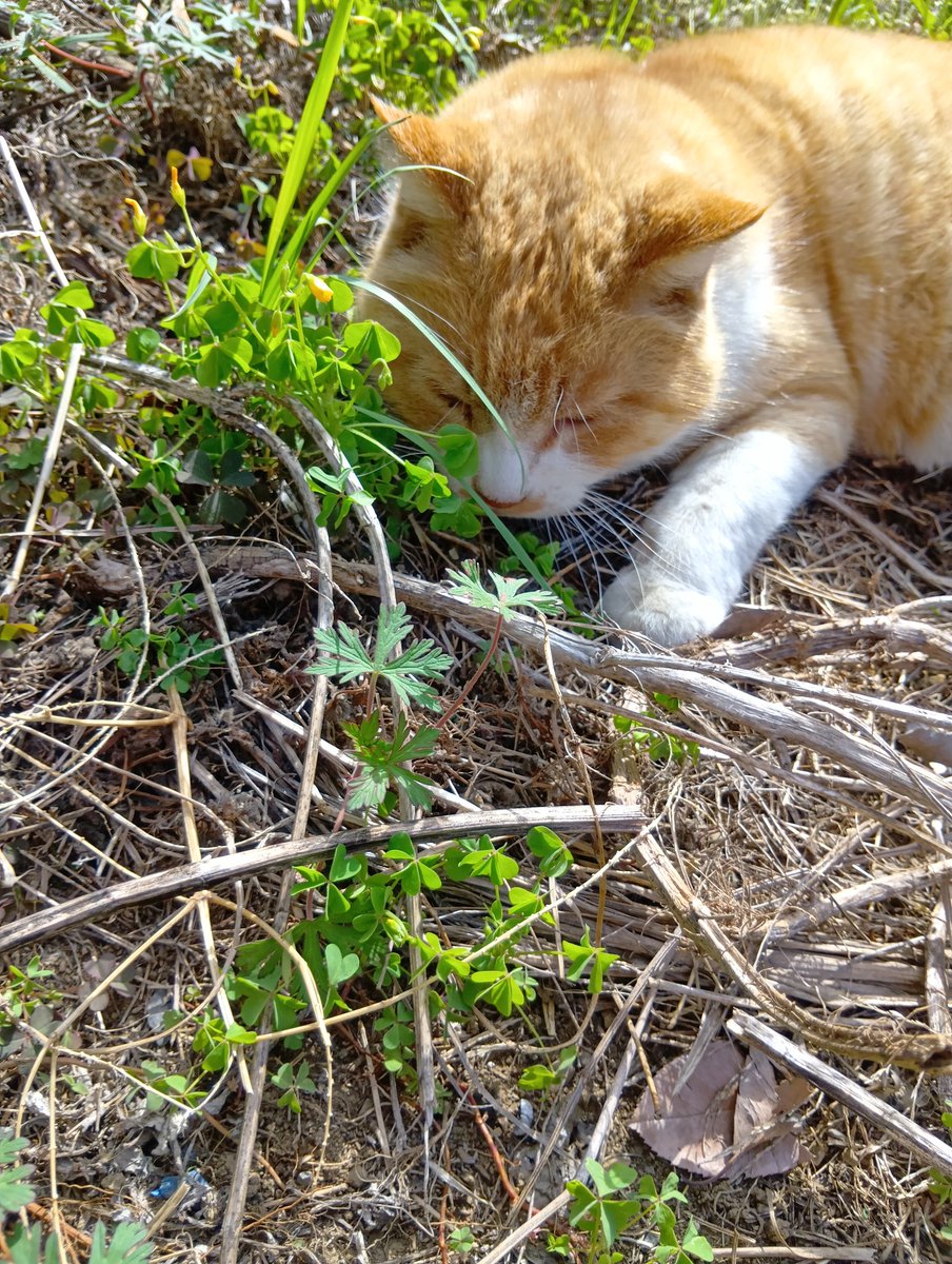 はるかฅ(ﾐ・ﻌ・ﾐ)ฅ tweet media