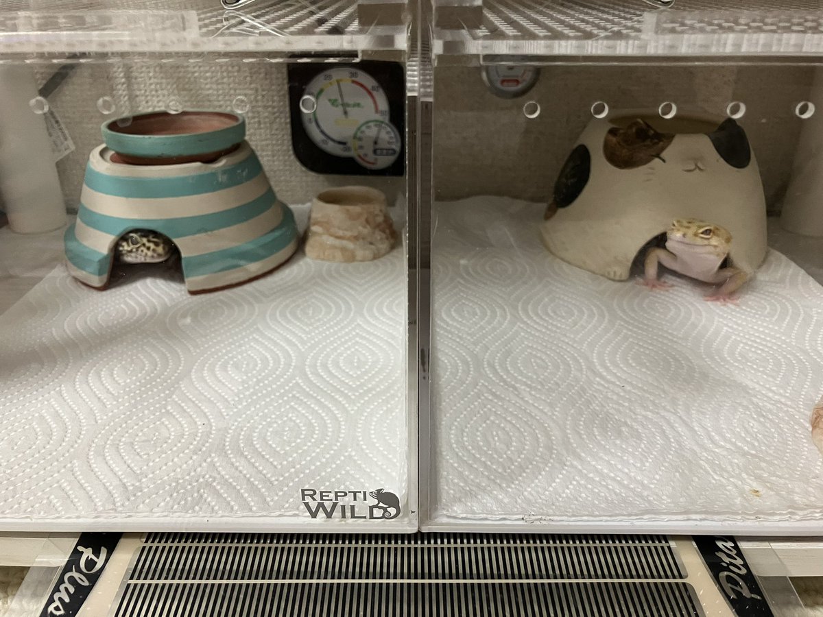 めぐー tweet media