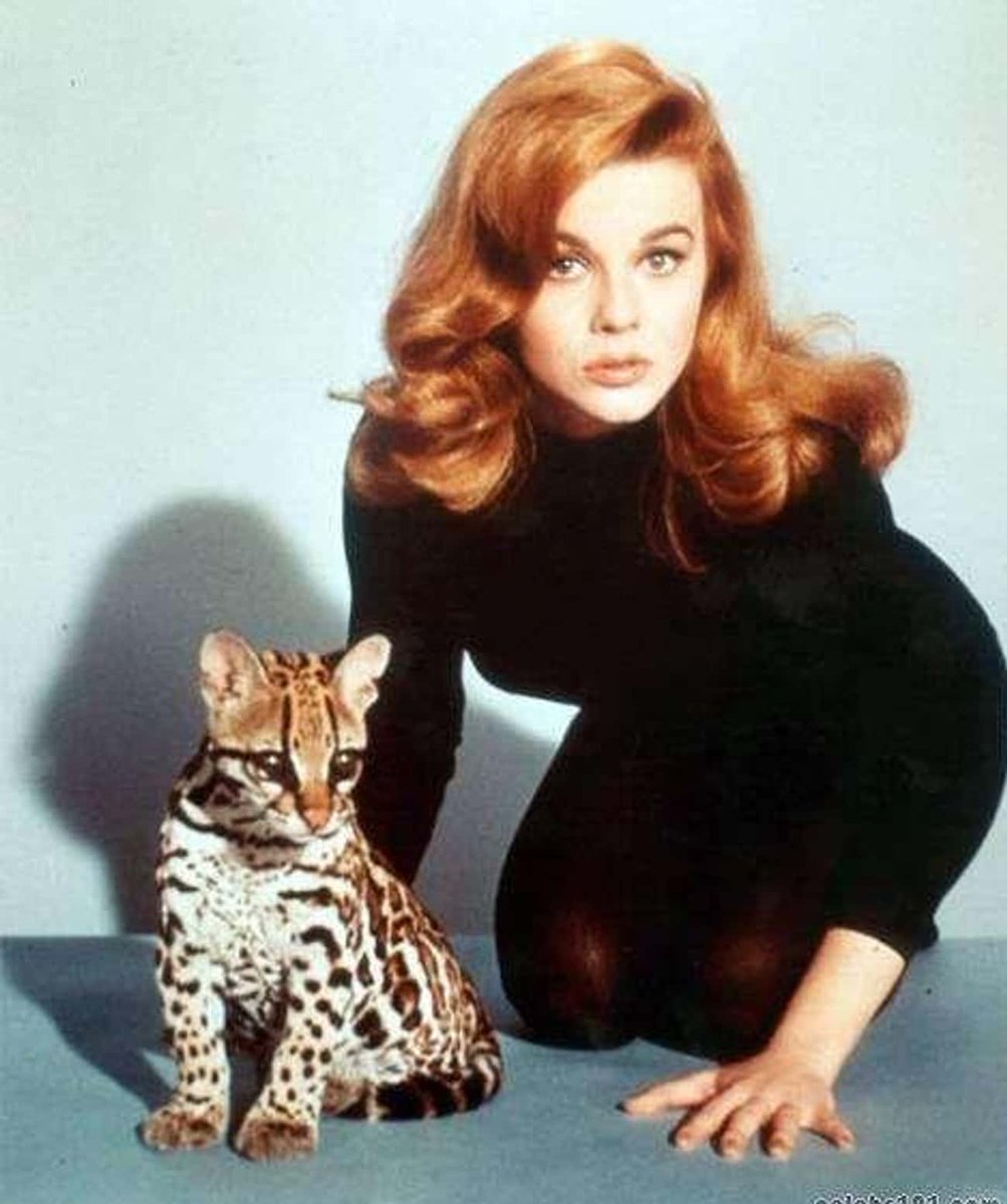DannyDrinksWine's tweet photo. Happy 85th birthday, Ann-Margret! https://t.co/KjYu1i3TGb