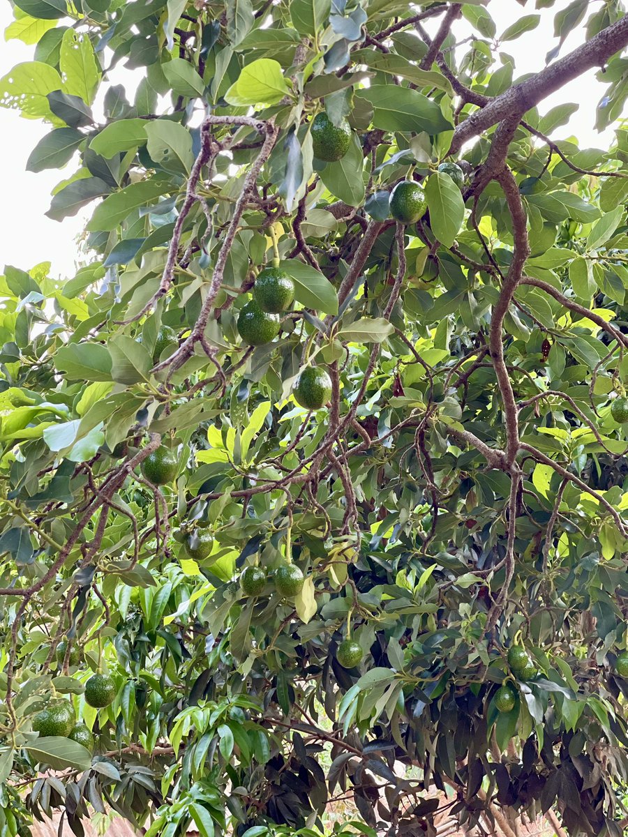 Thanh Hương | Rosie tweet media