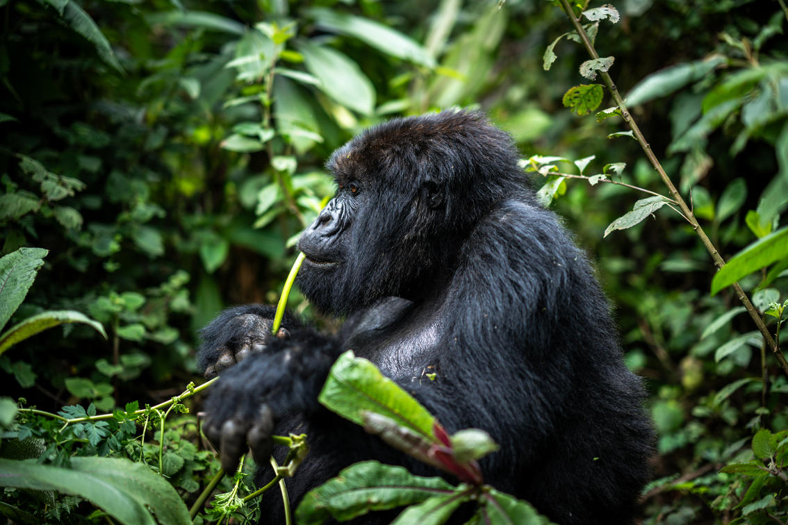 Bwindi Gorilla Trekking Safari Company tweet media