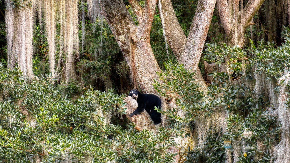 📸 Bing wallpaper of the day:

Spectacled bear resting in tree, Ecuador (© Andy Rouse/Nature Picture Library)

📲 Daily Wallpaper for iOS/Mac dailywallpaperapp.com/appstore

#photography #wallpapers #bing