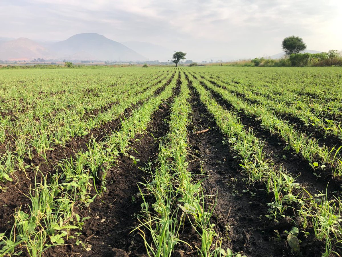 Thecapitalevang's tweet photo. 2 years ago, as the CAPITAL FARMER ™️, I raised $25,000 & secured land in Uganda’s largest irrigation scheme — Mubuku — fed by the mighty Rwenzori ranges.

That single move made me the biggest onion grower in the entire Rwenzuru and greater Toro sub-region: 13.8 acres under pure onion cultivation.🤷🏿‍♂️

At full capacity, I was employing 60 people daily — 50 women and 10 men.
Everything was smooth, life was all rosy … until price fluctuations showed me pure “shege.” 

I sat there regretting why I had put everything into one crop.

Mind you, I started growing onions 8 years ago. My very first season was so profitable I bought land in Kampala with the proceeds and swore I would become the largest onion grower in Africa.

But that brutal setback 24 months ago forced me to completely rethink my strategy.
Tonight in our Space @youngnwinning_ , 
I’m pulling the curtain back: ✅ How I fully recovered ✅ How I’m now setting up my own irrigation scheme (smaller than Mubuku but with far greater ROI) ✅ Why I’m diversifying unapologetically ✅ And my unfiltered thoughts on “OPM” versus “MOM”

The full gist drops tonight.

If you’re a farmer, entrepreneur, or someone who’s ever taken a big risk and got burned… you don’t want to miss this.
Tune in.
#CapitalFarmer #FeedingAfrica