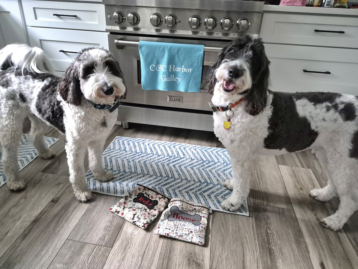 creek_moose's tweet image. Happy #tongueouttuesday pals! We're off to school 😊 #schooldays #dogsoftwitter #DogsOfX