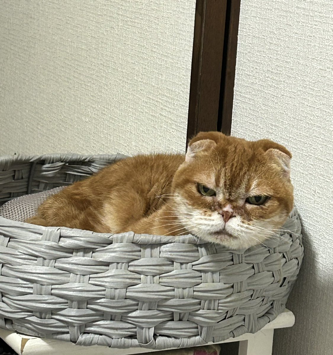 ココにん tweet media