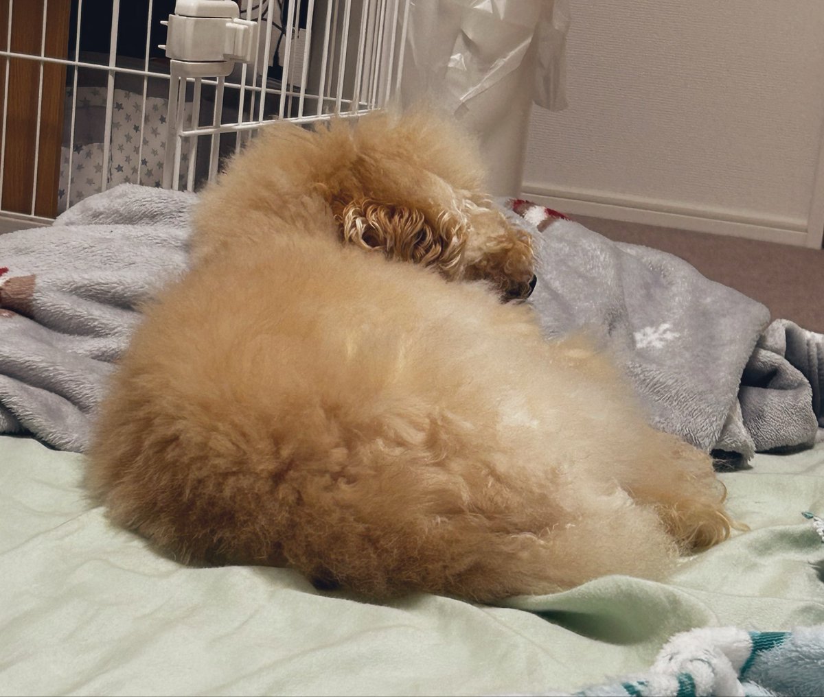 kinseishosho's tweet photo. おやすみかわいいモップ犬🐶 https://t.co/7RJNeX44bR