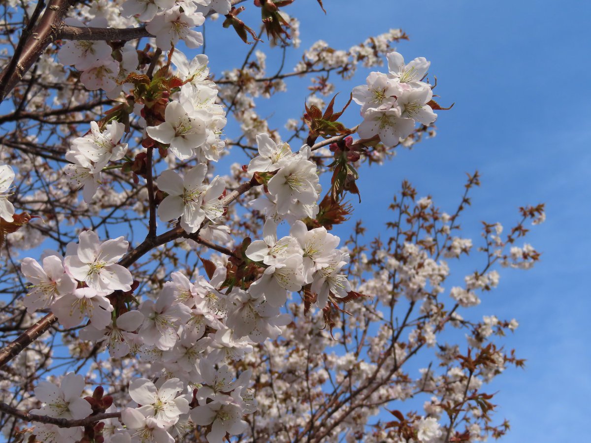 o_hirokee's tweet photo. 今シーズン、初の桜。
咲くのが早くて既に終盤の桜もありますが、まだ7,8分というところも結構あるような。山側に行くとGWもまだまだ楽しめそうですね。 https://t.co/KDdJNkBq1x
