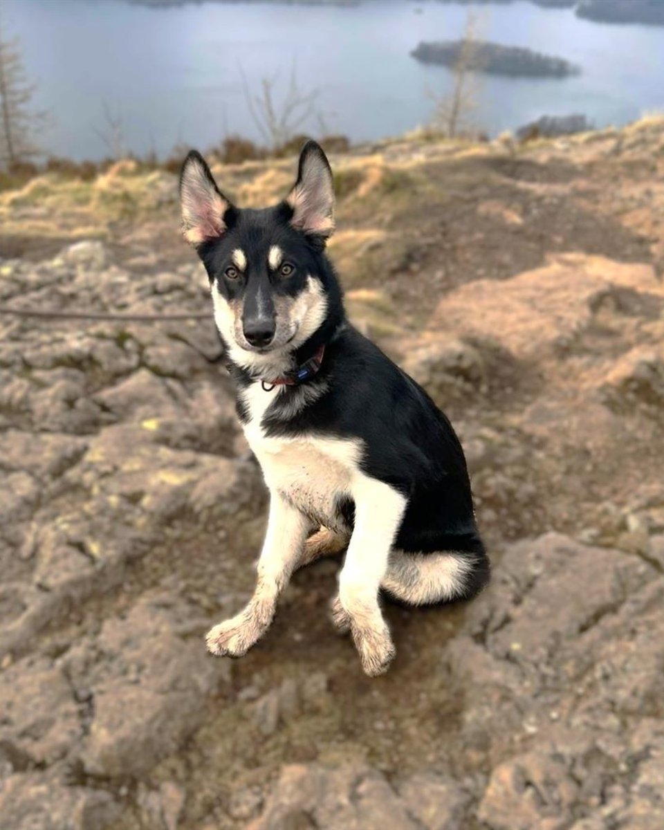 Blue Cross UK tweet media